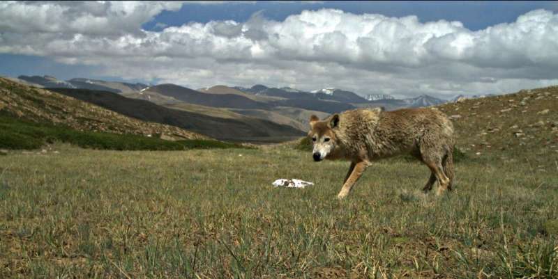 Himalayan wolf discovered to be a unique wolf adapted to harsh high altitude life