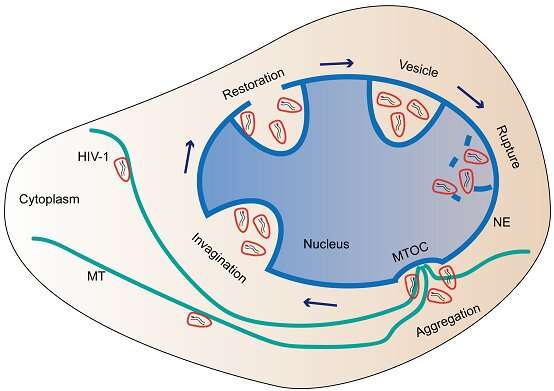 HIV-1 viral cores enter nucleus collectively through nuclear endocytosis-like pathway