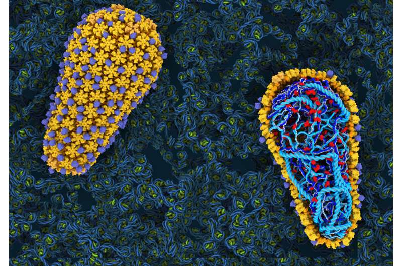 HIV up close: Unprecedented view of virus reveals essential steps for causing AIDS