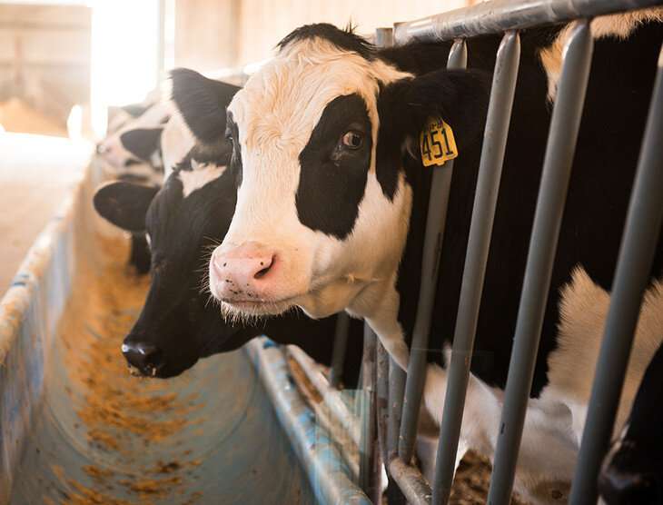 Holstein steers given hormone implants grow as well as beef steers