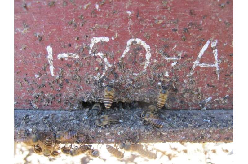 Honey bees use animal feces to deter deadly giant hornet attacks