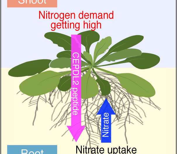 Hormone produced in starved leaves stimulates roots to take up nitrogen