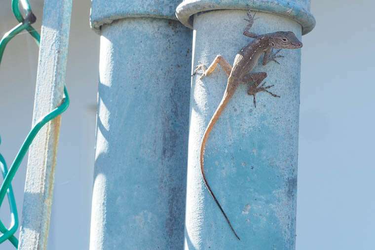 Hot time in the city: Urban lizards evolve heat tolerance