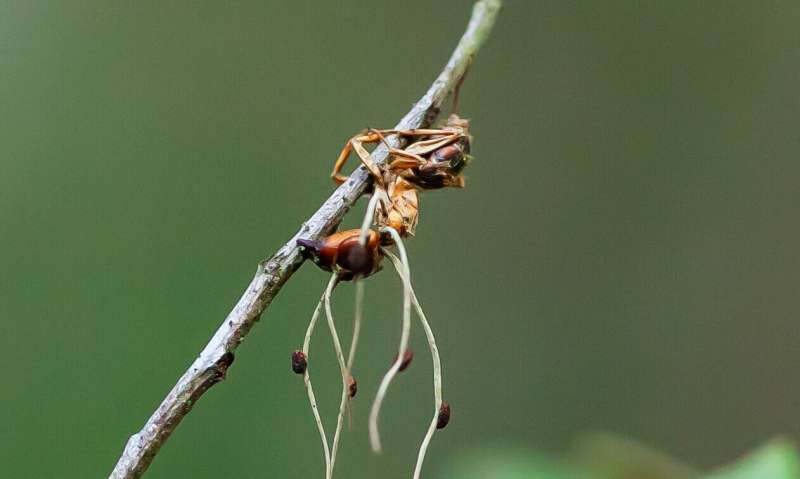 How a fungus turns ants into zombies