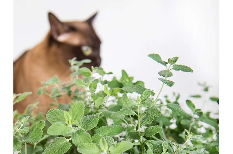 How a mint became catmint