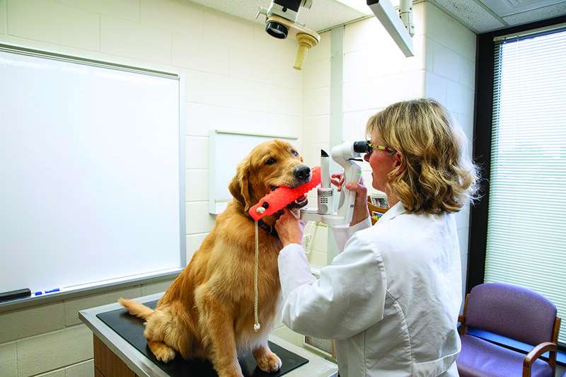 How a veterinary ophthalmologist is addressing a disease that can affect golden retrievers