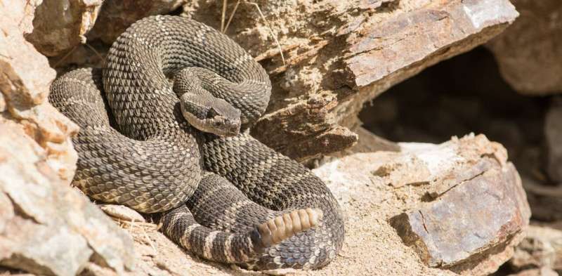 How cars, pollution and suburbia threaten rattlesnakes