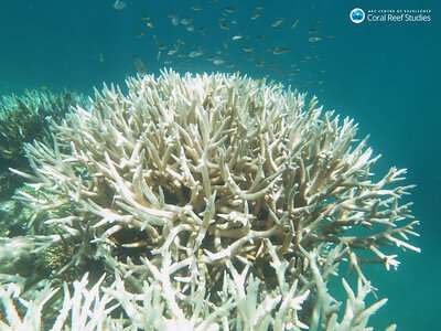 How climate killed corals