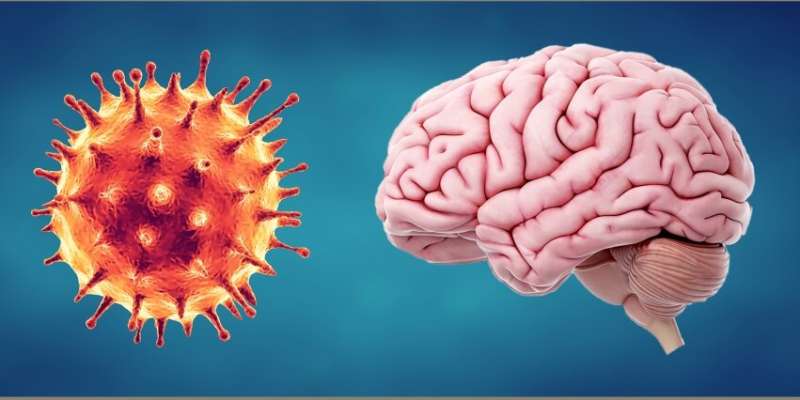 How could COVID-19 and the body's immune response affect the brain?