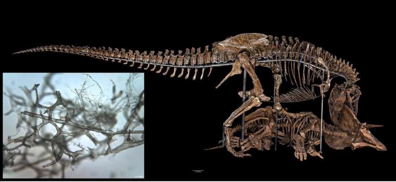 How dinosaur blood vessels are preserved through the ages