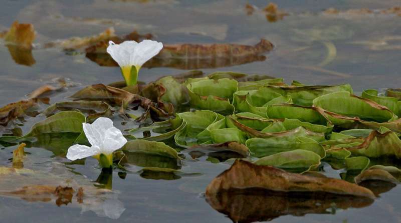 How do aquatic plants respond to combined effects of cadmium and low carbon dioxide?