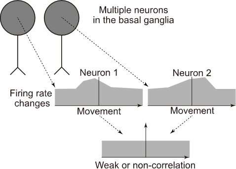 How do basal ganglia neurons convey information for the control of voluntary movements?