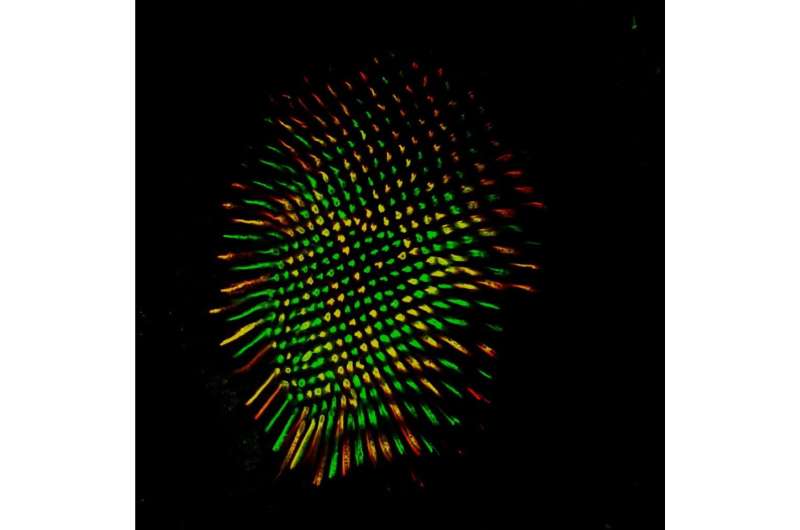 How do fruit flies see in color? Columbia study uncovers human-like brain circuit at work