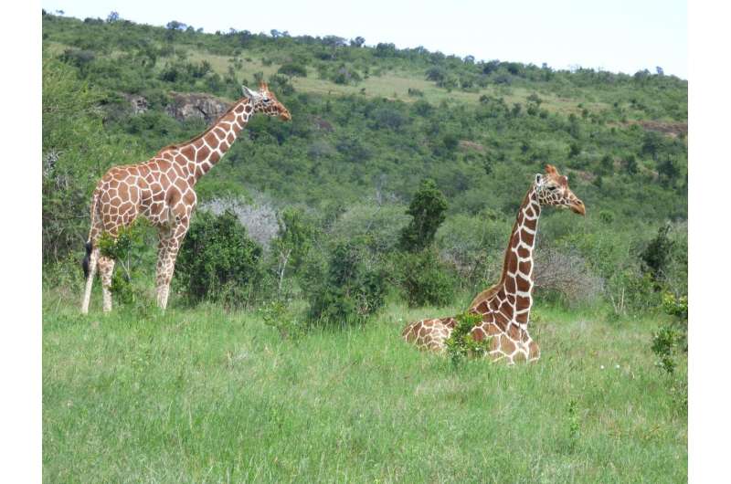 How do giraffes and elephants alter the African Savanna landscape?