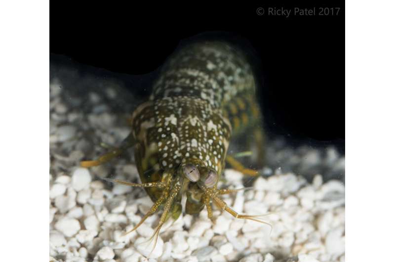 How do mantis shrimp find their way home?