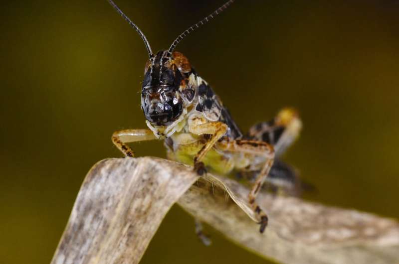 How do X-ray images helped reveal insects' physiological responses to gravity?