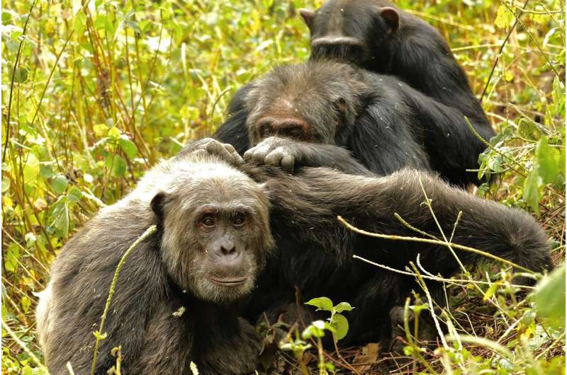 How'd we get so picky about friendship late in life? Ask the chimps