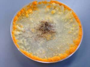 How Filamentous Fungi Sense Food