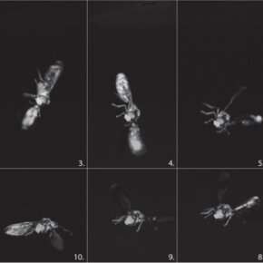 How flies flip around on take-off from an upside- down position