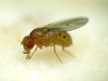 How fruit flies flock together in orderly clusters