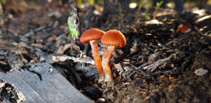 How fungi’s knack for networking boosts ecological recovery after bushfires