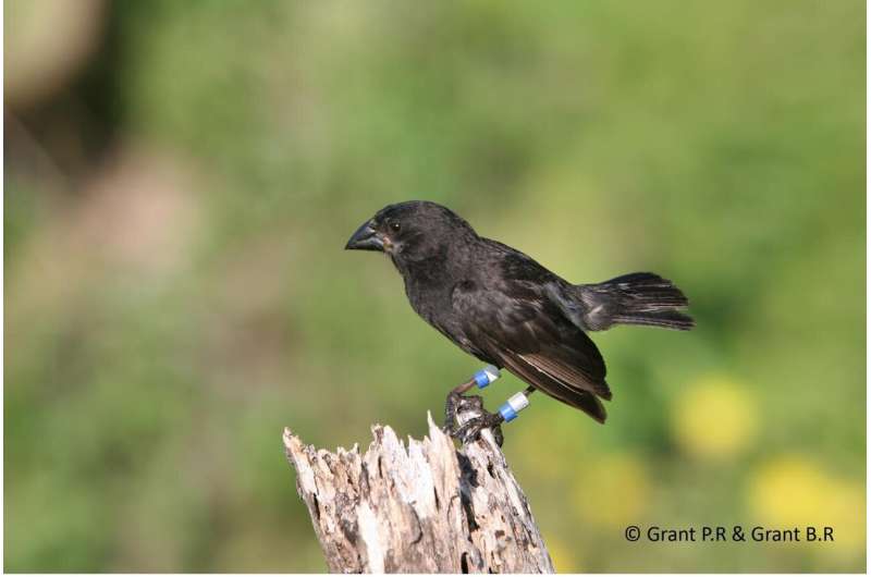 How gene flow between species influences the evolution of Darwin's finches