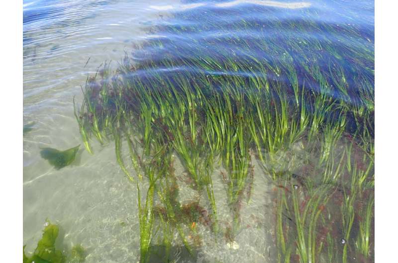 How grasses conquered the sea