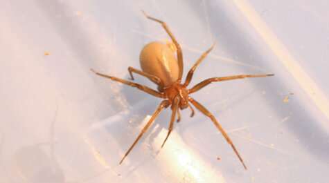 How is a brown recluse spider like a Samurai swordsmith?