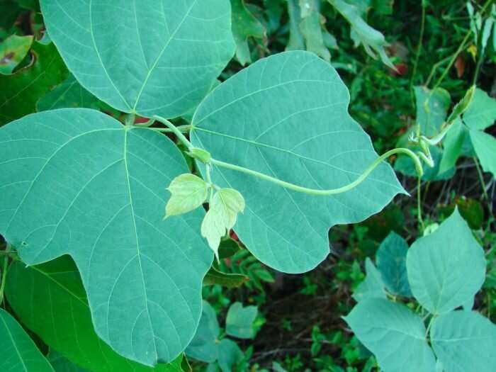 How kudzu became the ‘bad seed’ of plant world