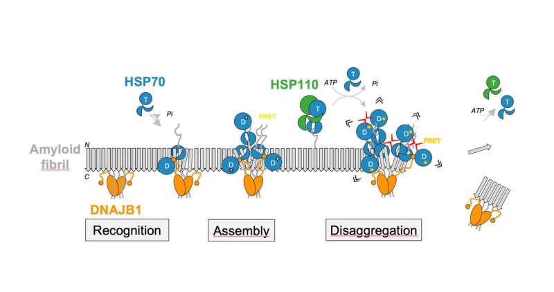 How molecular chaperones dissolve protein aggregates linked to Parkinson's disease