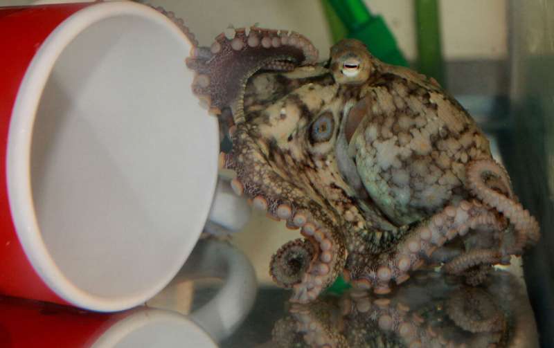 How octopus suckers &quot;taste by touch&quot;