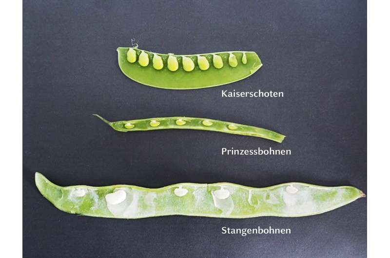 How plants ensure regular seed spacing