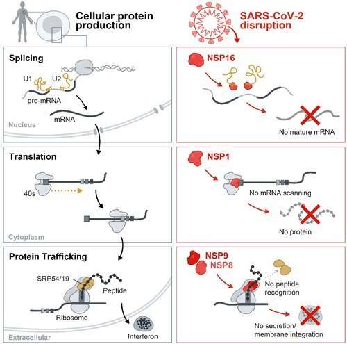 How SARS-CoV-2 disables the human cellular alarm system