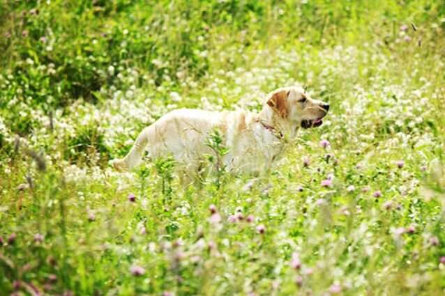 How seasonal allergies affect your pet