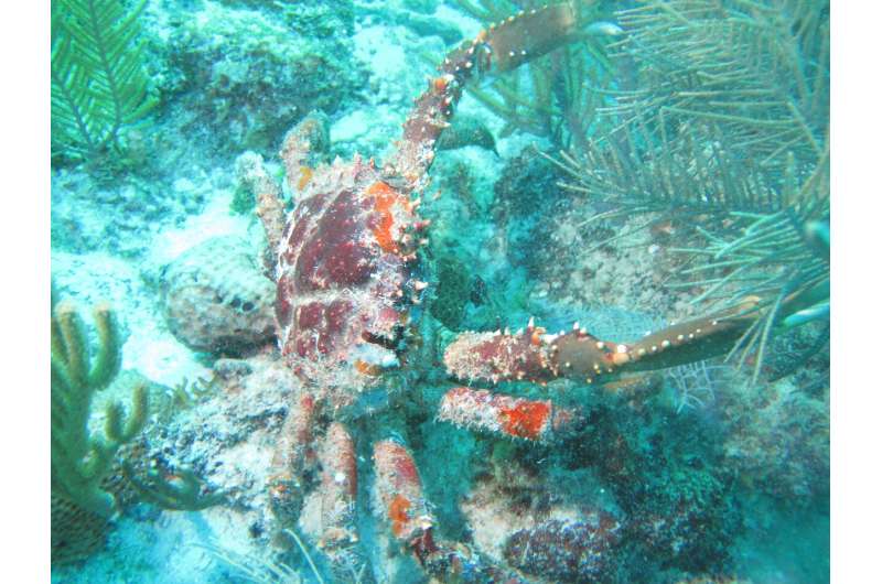 How seaweed-munching crabs could help save coral reefs