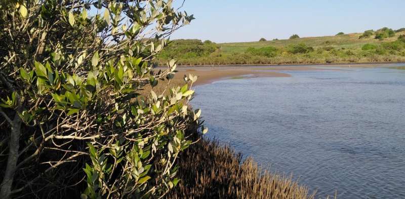 How South Africa's mangrove forests store carbon and why it matters