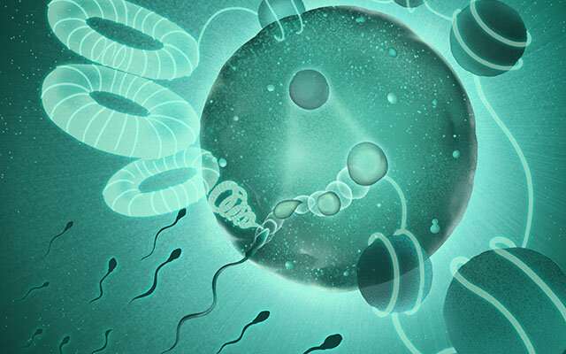 How sperm unpack dad's genome so it can merge with mom's