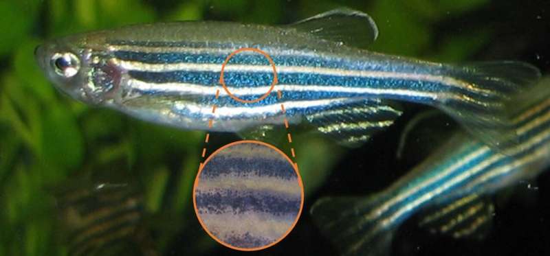 How the zebrafish got its stripes