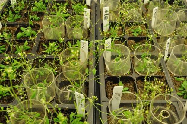 How to boost plant biomass: Biologists uncover molecular link between nutrient availability, growth
