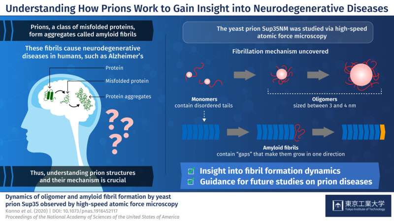 How understanding the dynamics of yeast prions can shed light on neurodegenerative diseases