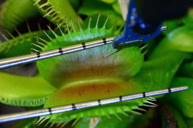 How Venus flytraps snap