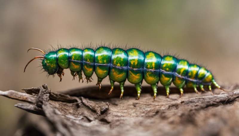 How very hungry caterpillars grow and grow and don’t get sick