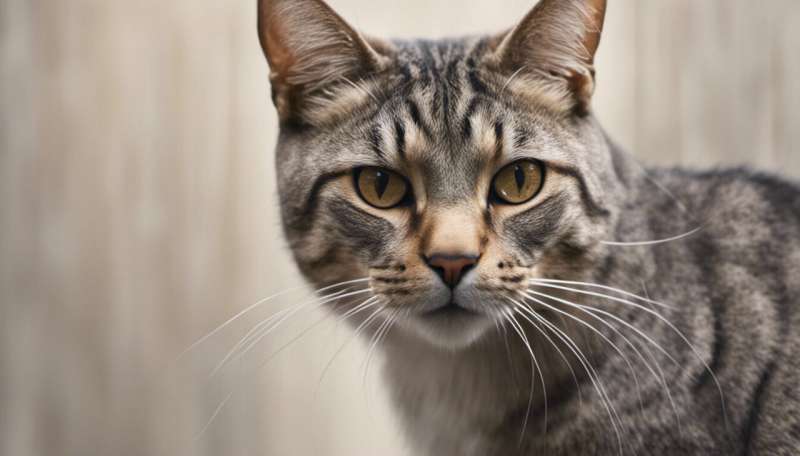 How we found coronavirus in a cat