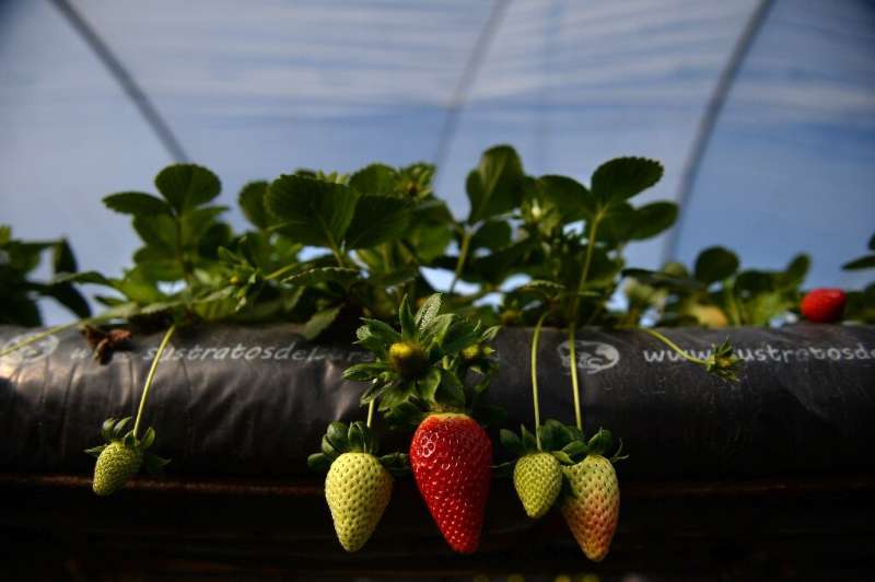 Huelva province produces 90 percent of red fruit crops in Spain, which is the world's top strawberry exporter