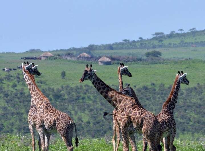 Human presence weakens social relationships of giraffes