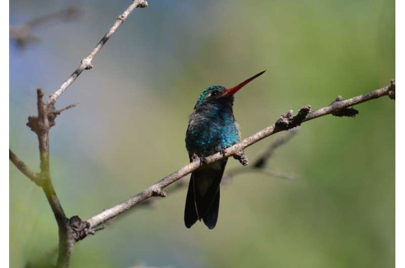 Hummingbirds' rainbow colors come from pancake-shaped structures in their feathers