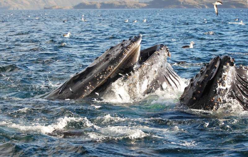Humpback whales may risk collision with vessels in the Magellan Strait