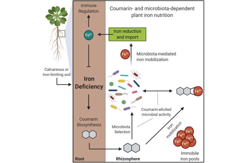Hungry plants rely on their associated bacteria to mobilize unavailable iron