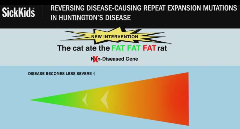 Huntington’s disease-causing DNA repeat mutations reversed in the lab