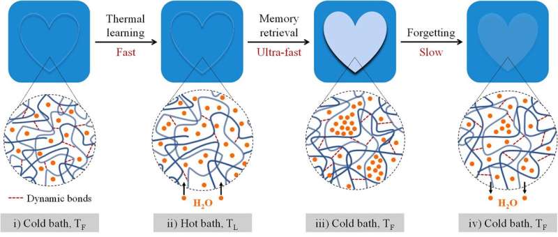 Hydrogel mimics human brain with memorizing and forgetting ability